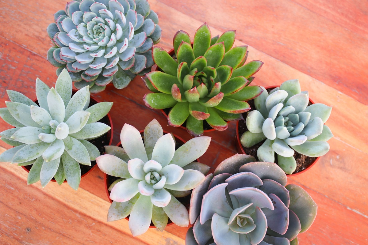 Monthly Succulents by Succy Crafts Photo 1