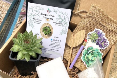 Succulent & Cacti Box - Planting Kit with Goodies! Photo 1