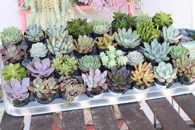 Succulents of the Month