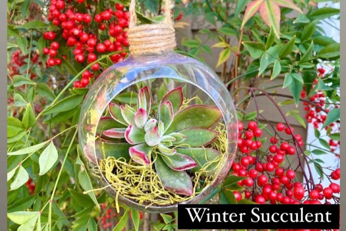 DIY Seasonal Succulent Kits Photo 1