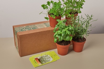 With the House Plant Specialty Box, you're not just limited to a single type of plant. Instead, you'll experience a dynamic mix of plants th