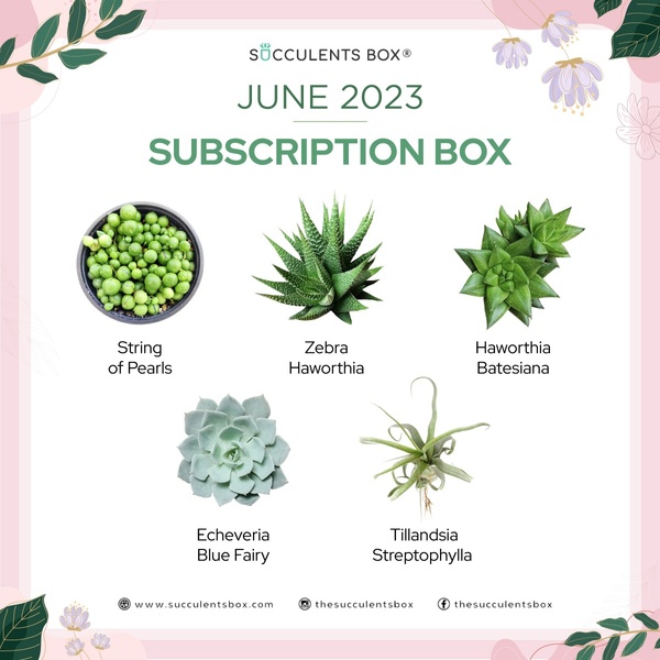 June 2023 Subscription Box