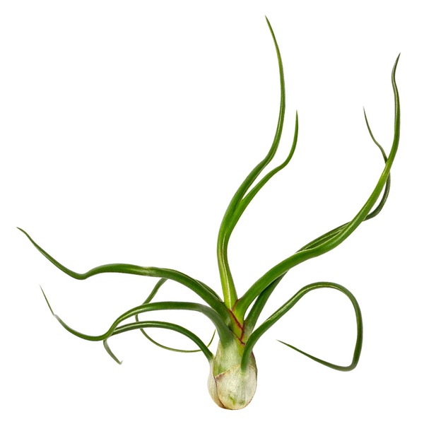 March 2023 Airplant Box