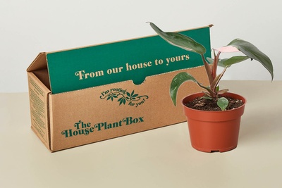 The Rare House Plant Box Listing is a collector's dream, a treasure trove of botanical wonders that unveils some of the most elusive and ext