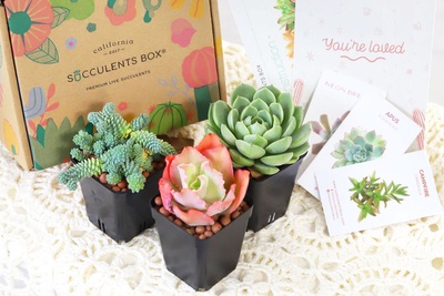 Succulents Box - Monthly Subscription Box