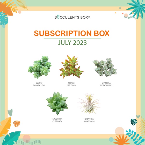 July 2023 Subscription Box
