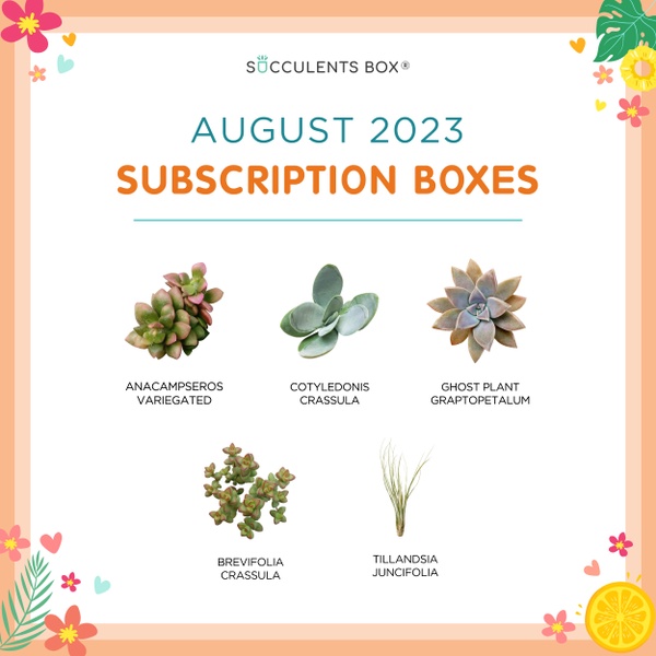 August 2023 Subscription Box