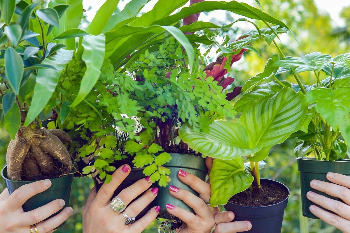 common-house-plants