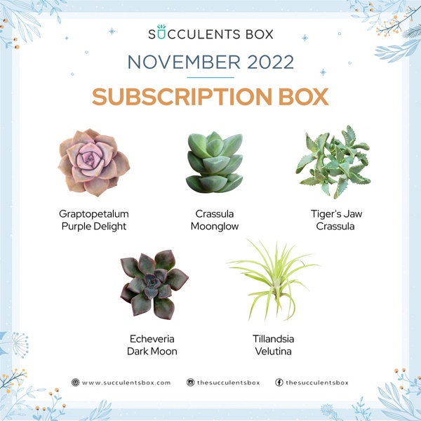 November 2022 Subscription Box