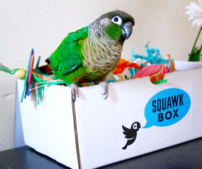 Squawk Box Photo 3