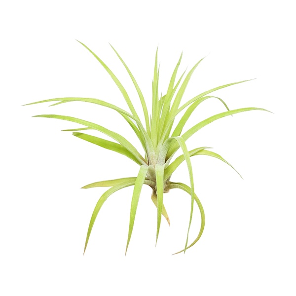 March 2024 Airplant Box