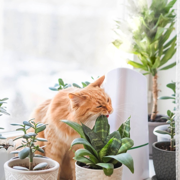 Plant Pet Club
