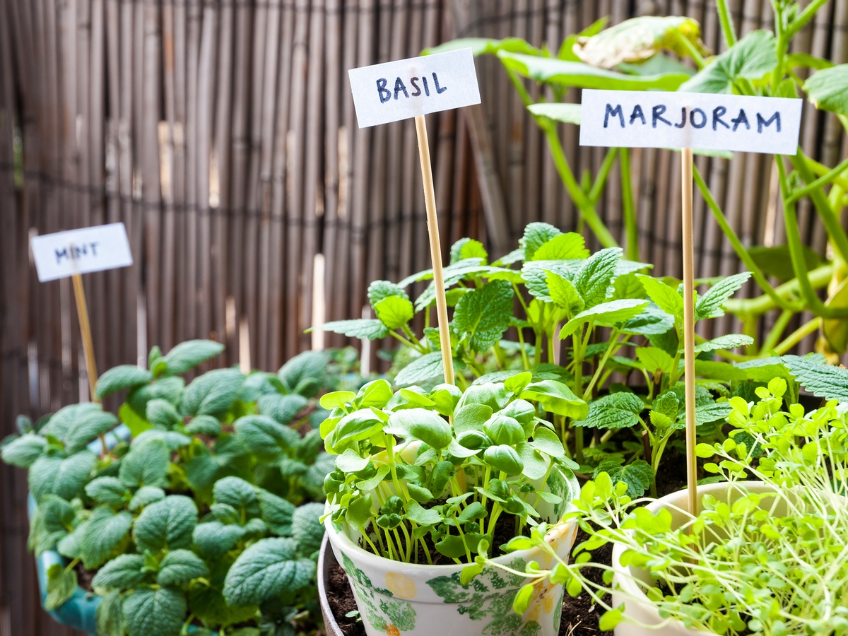 Fresh Tips to Start a Thriving Outdoor Herb Garden