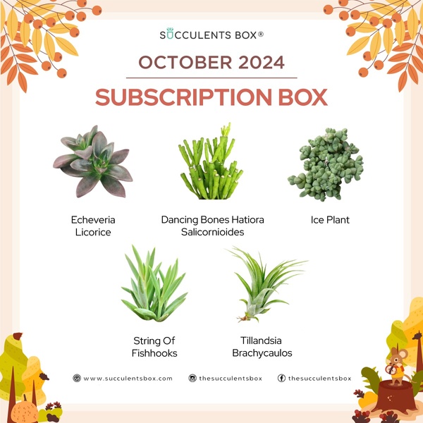 October 2024 Subscription Box