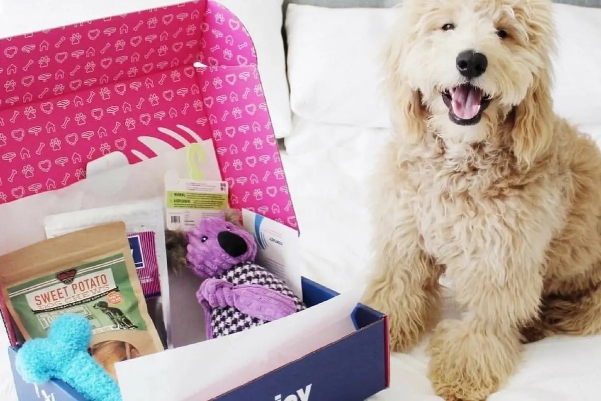 The Best Dog Subscription Boxes Under $50 (2022)
