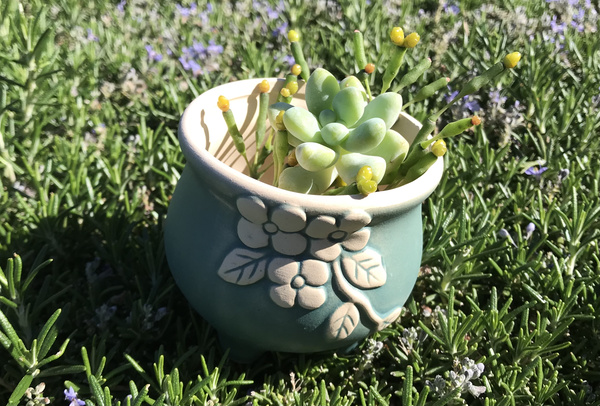 February 2021 Cuttings with Planter Box