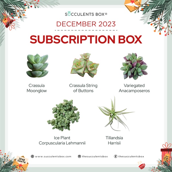 December 2023 Subscription Box