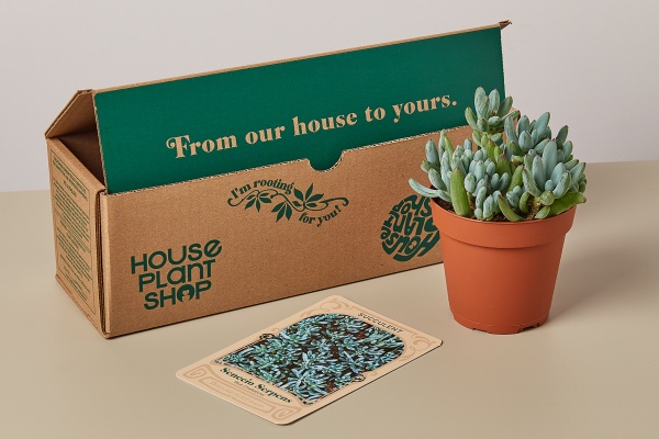 A subscription box called House Plant Shop, a terracotta pot with succulent in it and care instructions.