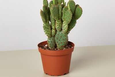 Cactus Box Photo 3