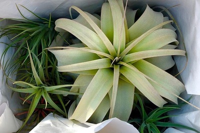 Air Plants Monthly Club Box