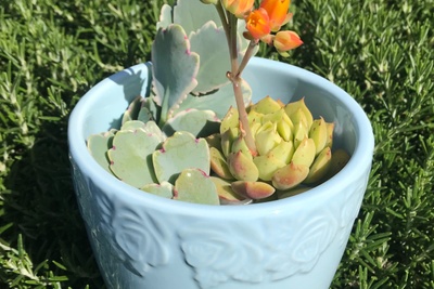 Succulent Cuttings with Planter Photo 1