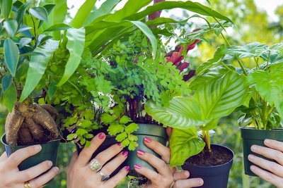 Photo for Box Insider article Common Houseplants To Turn Your Space Into a Greenhouse