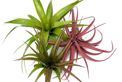 Air Plants Monthly Photo 2