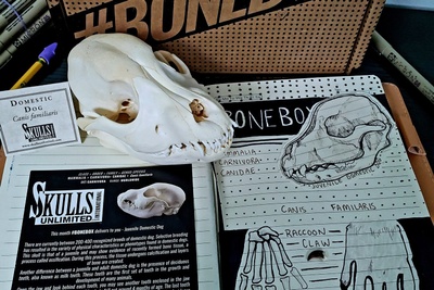 Skulls Unlimited's BoneBox Photo 3