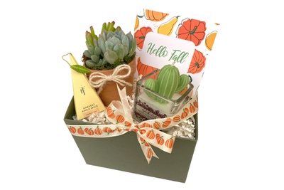 Seasonal Succulent Box Photo 1