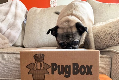 Premium Pug Box Photo 2