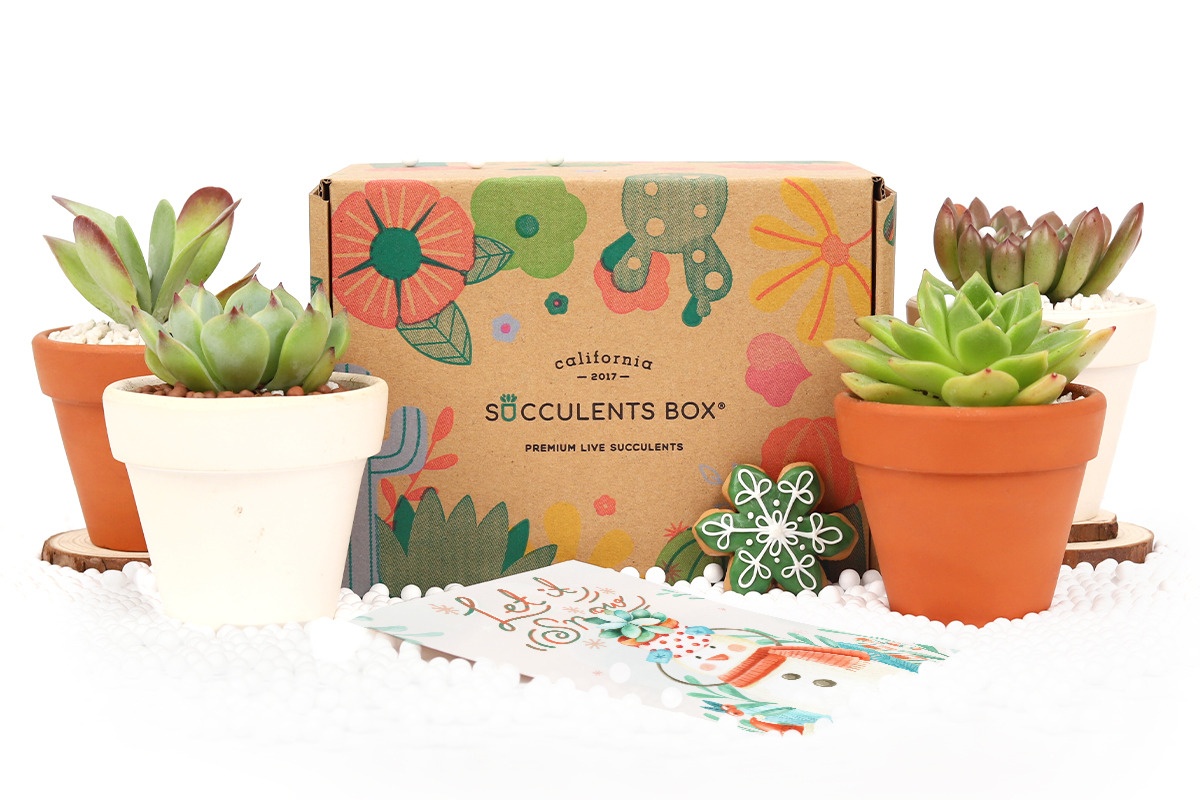 Succulents Box Photo 1