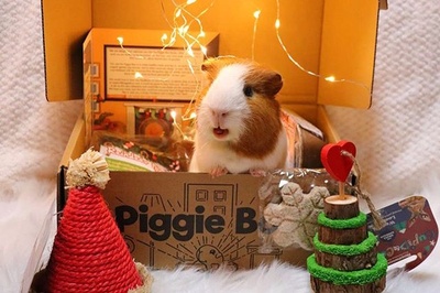 Piggie Box Photo 2