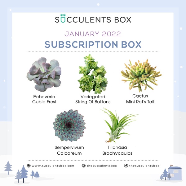 January 2022 Subscription Box 