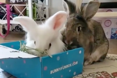 Box For Bunnies Photo 2