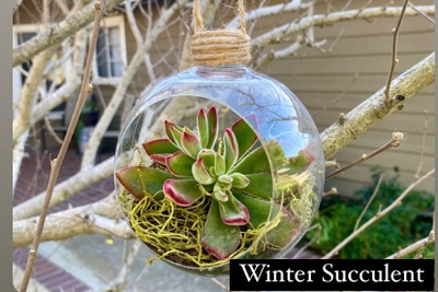DIY Seasonal Succulent Kits Photo 2