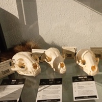 skulls and oddities mystery bag Bone