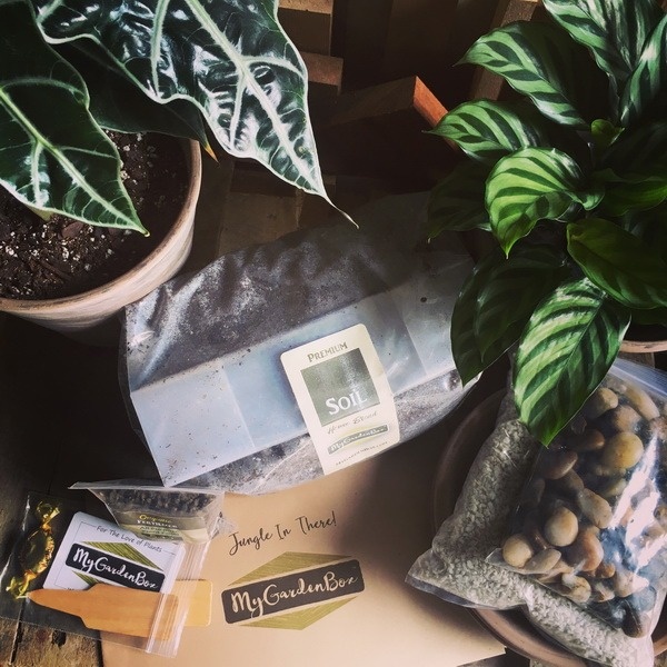 My Garden Box - "Jungle In There" - Tropical Houseplants