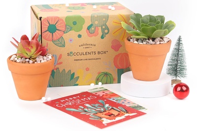 Succulents Box - Monthly Subscription Box Photo 2