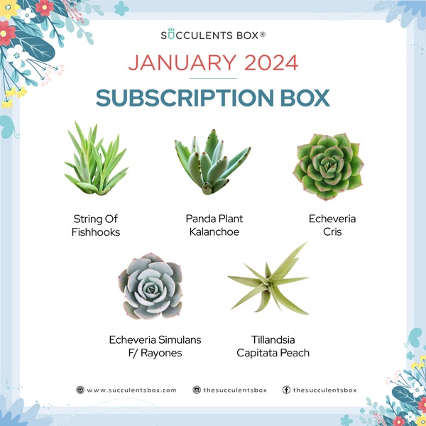 January 2024 Subscription Box
