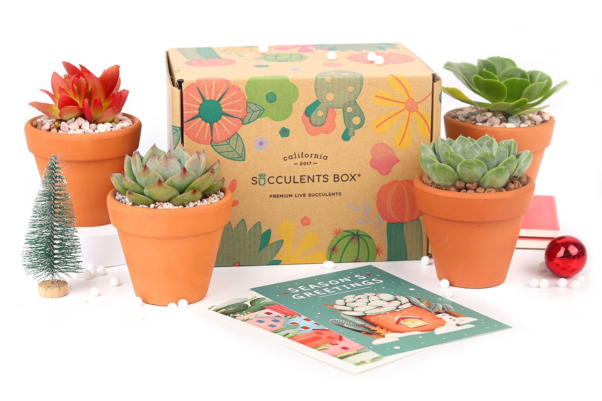 Succulents Box - Monthly Subscription Box Photo 1