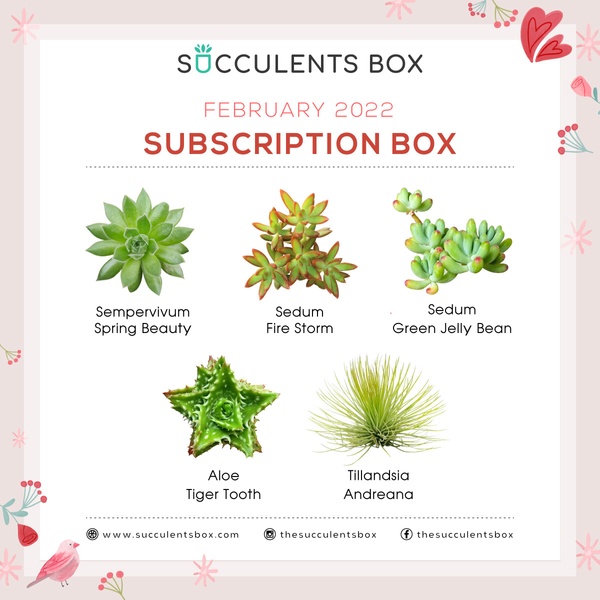 February 2022 Subscription Box