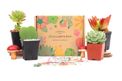 Succulents Box Photo 3