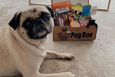Pug Box Photo 1