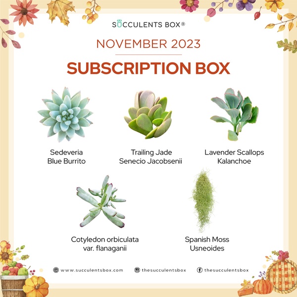 November 2023 Subscription Box