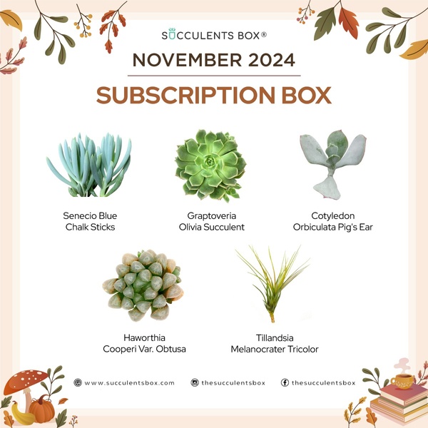 November 2024 Subscription Box