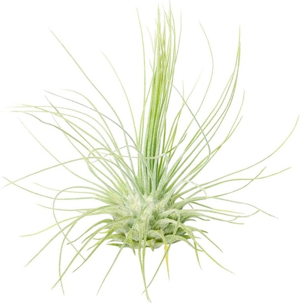 October 2023 Airplant Box
