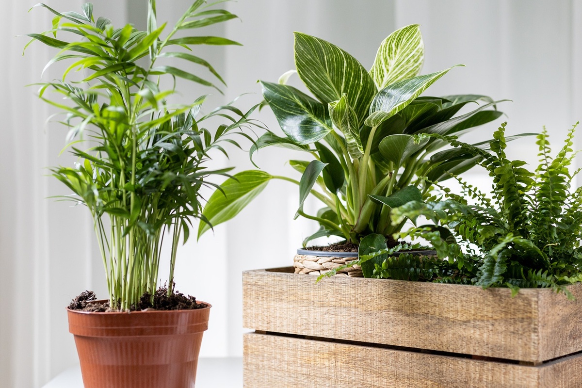 common-house-plants