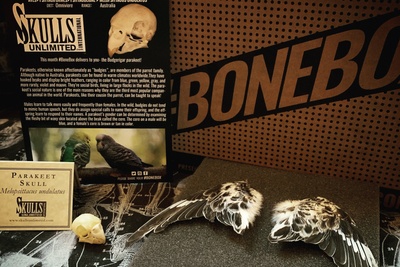 Skulls Unlimited's BoneBox Photo 2