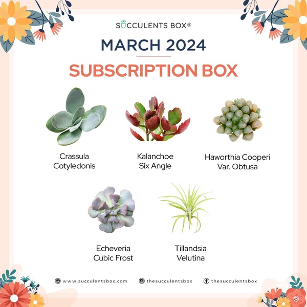 March 2024 Subscription Box