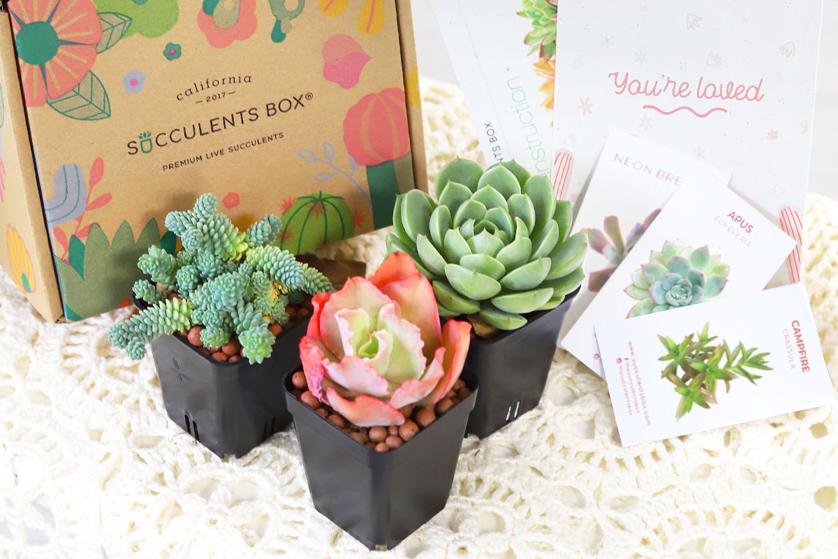 Succulents Box - Monthly Subscription Box Photo 1